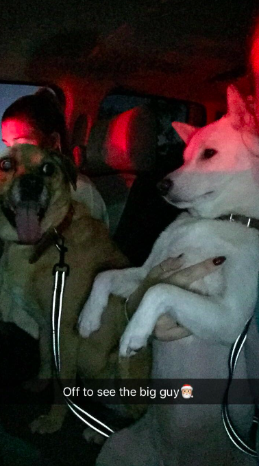 cute-dog-meets-santa