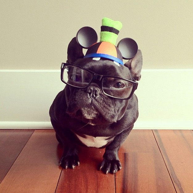 instagram-french-dogg