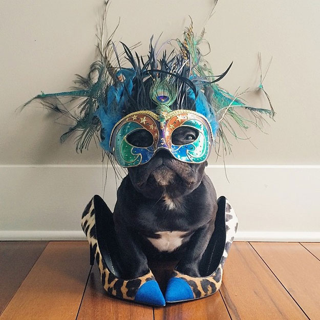 instagram-french-dogg