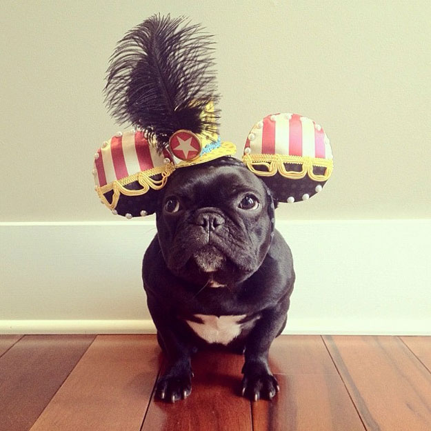 instagram-french-dogg