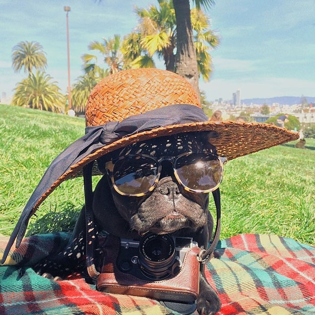 instagram-french-dogg