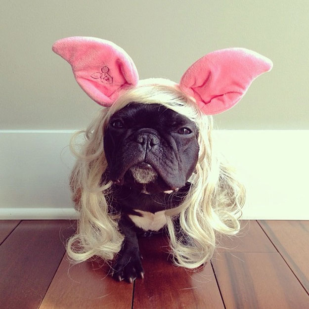 instagram-french-dogg