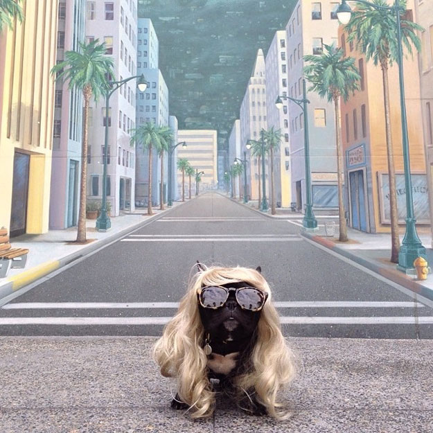 instagram-french-dogg