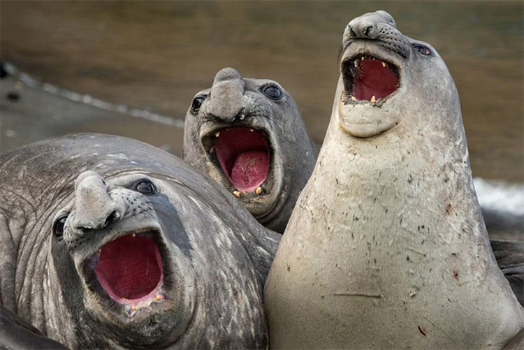 finalists-comedy-photography-awards-2017