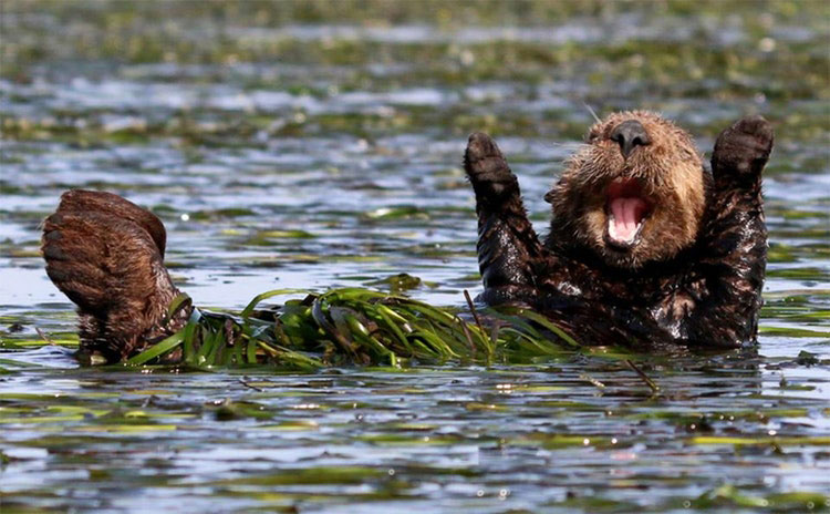 finalists-comedy-photography-awards-2017
