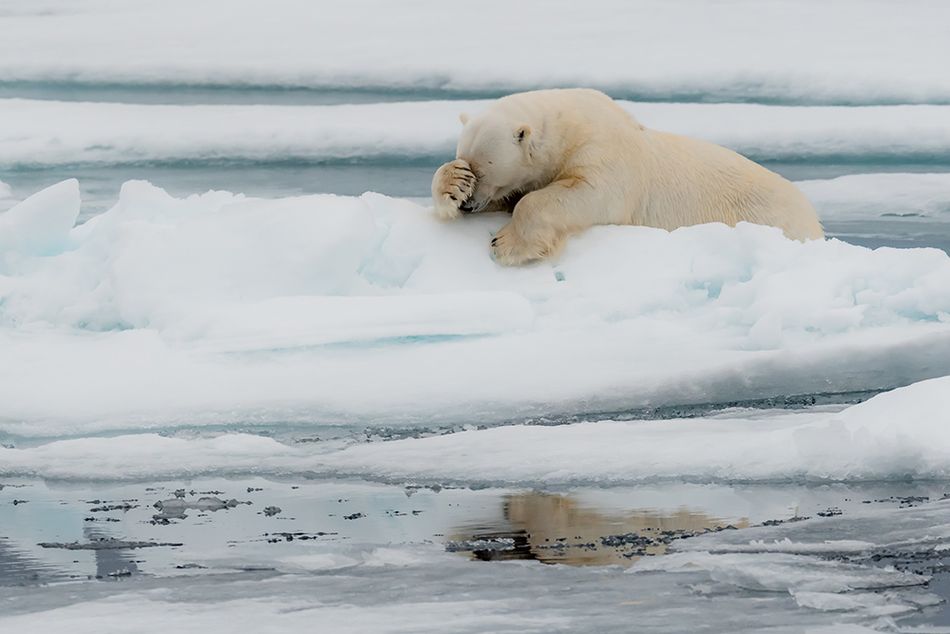 Наш любимый фотоконкурс: Смотрите работы финалистов Comedy Wildlife Photography Awards (фото 4)