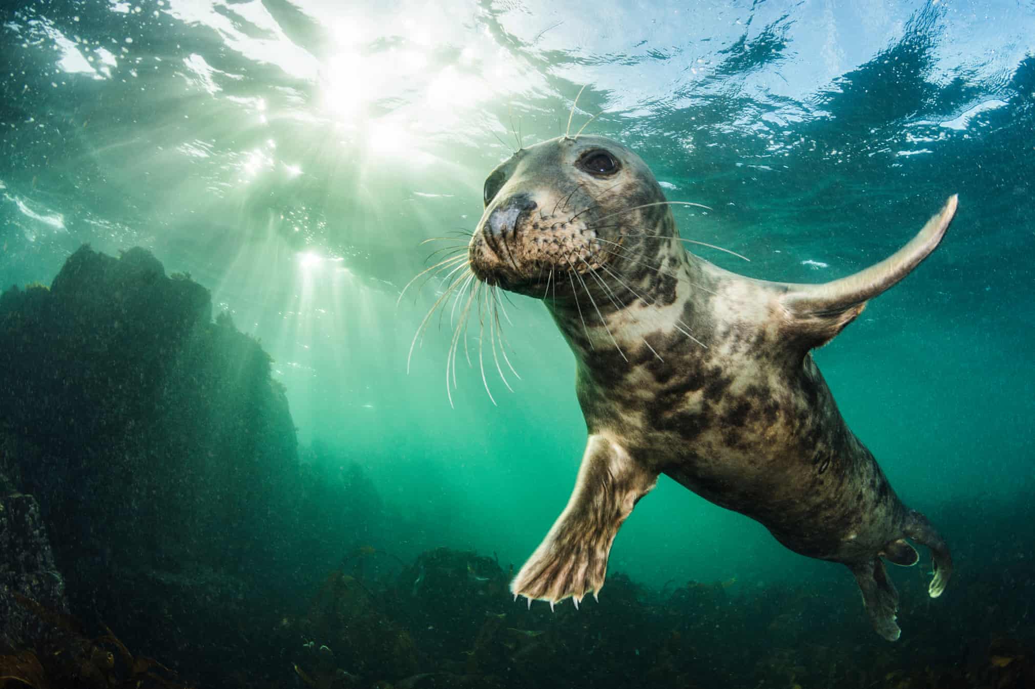 Ретроспектива British Wildlife Photography Awards. Смотрите лучшие снимки за 10 лет! (фото 1)