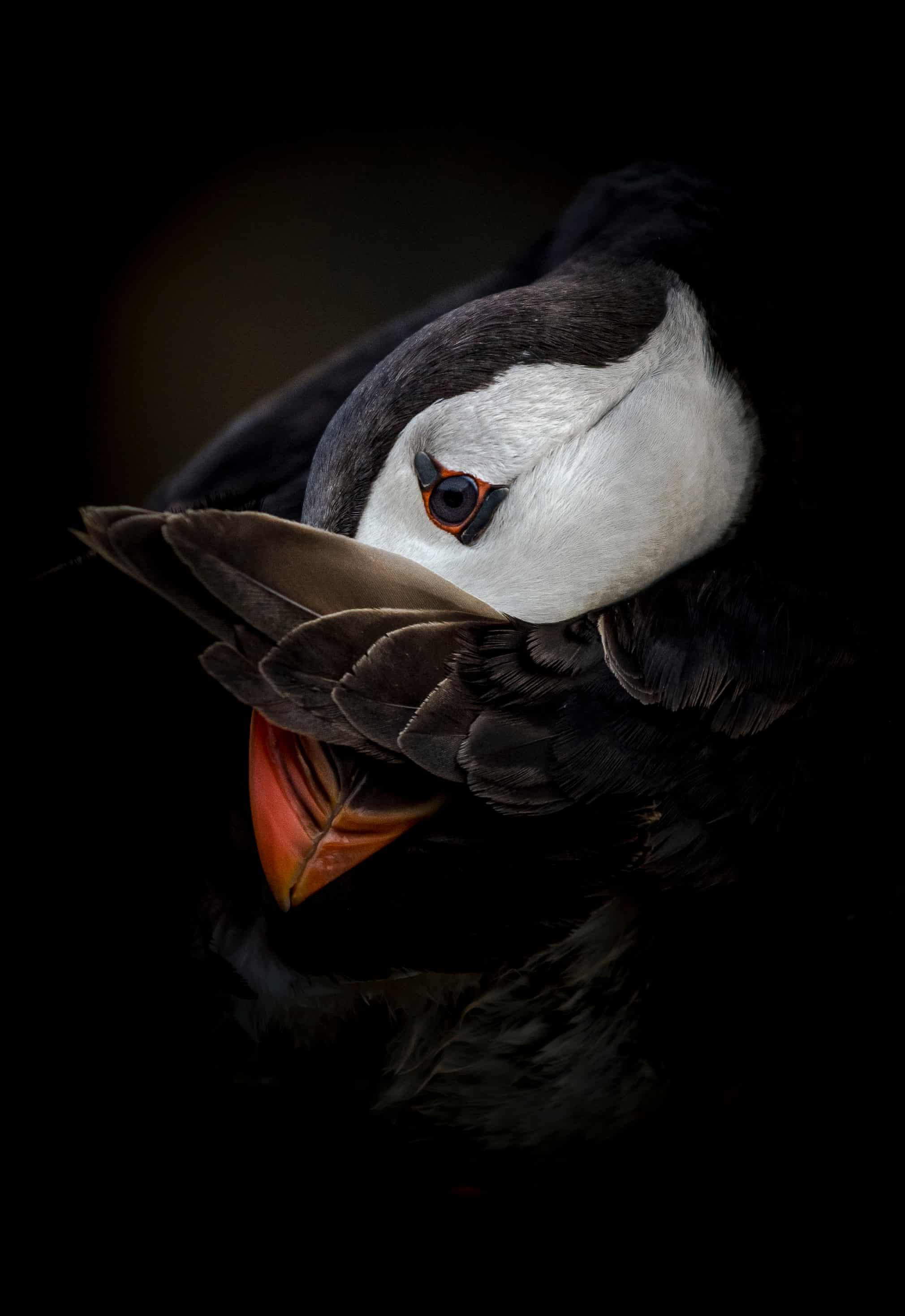 Ретроспектива British Wildlife Photography Awards. Смотрите лучшие снимки за 10 лет! (фото 4)