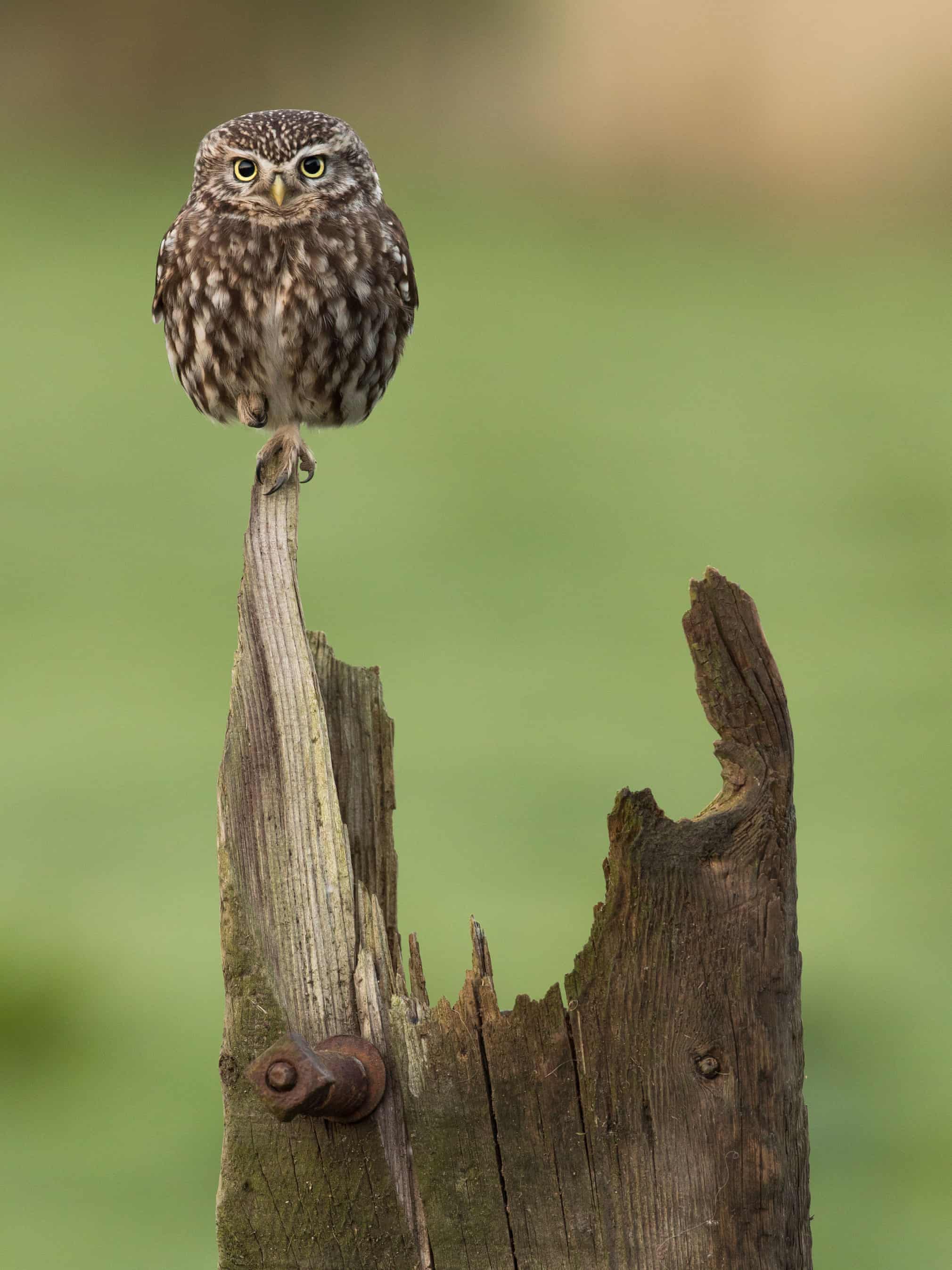 Ретроспектива British Wildlife Photography Awards. Смотрите лучшие снимки за 10 лет! (фото 5)