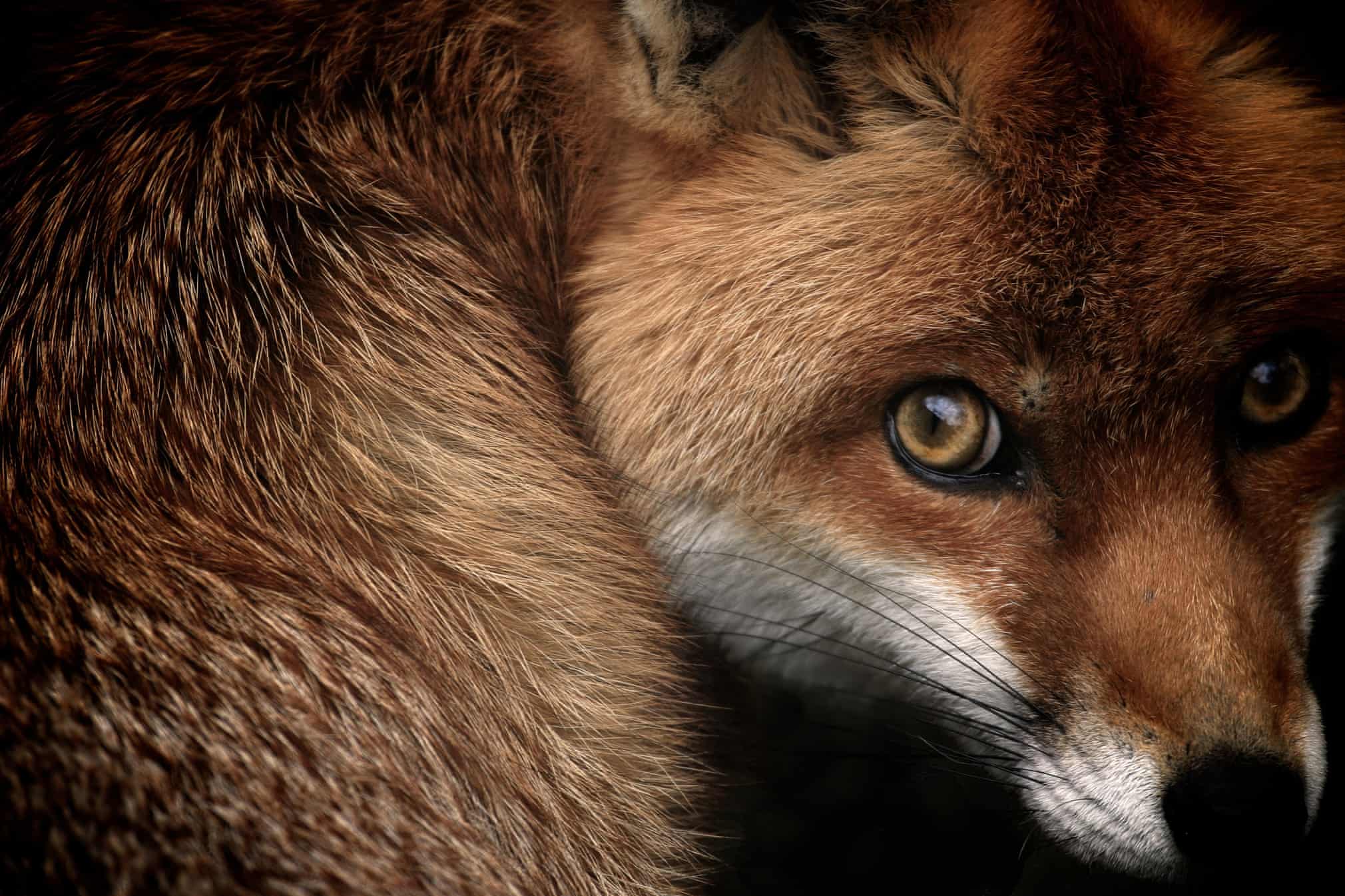 Ретроспектива British Wildlife Photography Awards. Смотрите лучшие снимки за 10 лет! (фото 9)