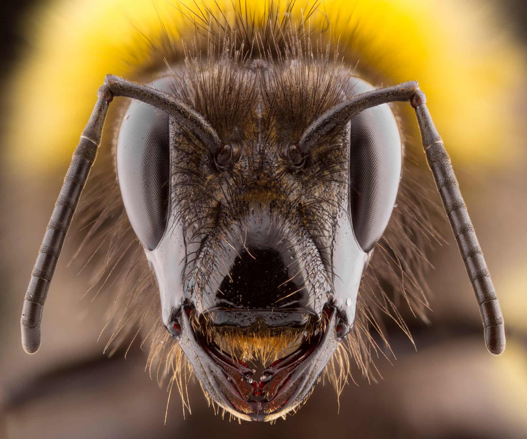Ретроспектива British Wildlife Photography Awards. Смотрите лучшие снимки за 10 лет! (фото 6)