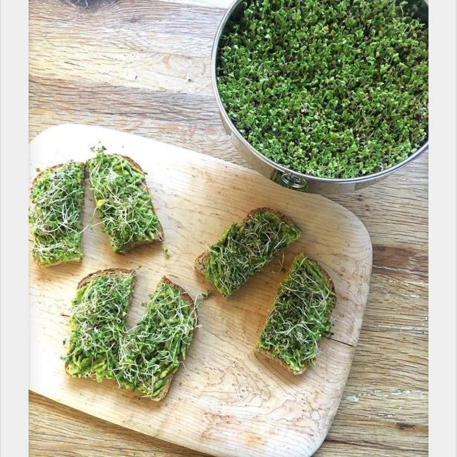 Broccoli sprouting!!     So many amazing benefits to eating these little green sprouts and they actually taste pretty good (think radish / cress I had mine on avocado toast this morning  ) They have very high levels of nutrients and enzymes, which provide the body valuable energy to detox and strengthen the immune system...Anyways I've been so impressed by the information I have found on them I wanted to share an insert from an article online I enjoyed reading, pretty sure broccoli sprouts are the new green juice!!! #linkinbio "According to the Hippocrates Health Institute, the other key benefits of sprouts include:   Increased vitality, energy and vigor from the large amount of enzymes.   10 to 100 times more enzymes than fruits and vegetables when eaten within the first seven days of being sprouted.   Powerful antioxidants which help fight free radicals and aging.   The minerals and nutrients are easily absorbed into the body.

While there are many excellent sprouts, there is a specific reason why I buy organic broccoli sprouts.

What broccoli sprouts offer is sulforaphane, a powerful anti-cancer compound that helps fight and reduce the risk of developing cancer.

Dr. Paul Talalay, Professor of Pharmacology at Johns Hopkins University, found that 3-day old broccoli sprouts consistently contained 20 to 50 times the amount of chemoprotective compounds than those found in mature broccoli heads. And sulforaphane is the reason why."