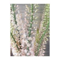 In bloom