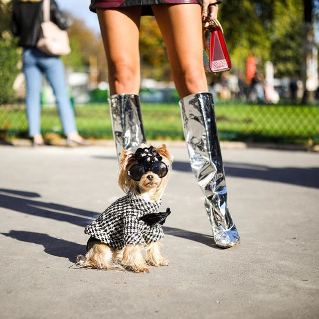 Drop everything and look at the street style outside the @chanelofficial show. Unless you're holding coffee in which case set it down gently. Link in bio (  @simonzchetrit)