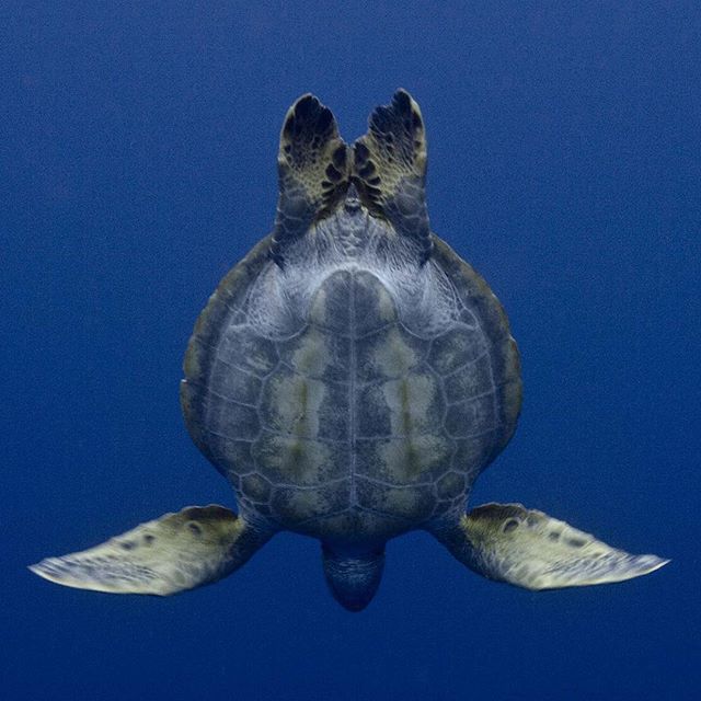 Since 2014, we have supported @bluemarinefoundation on their mission to protect the oceans. Now more than ever, it s time to donate (link in bio)  