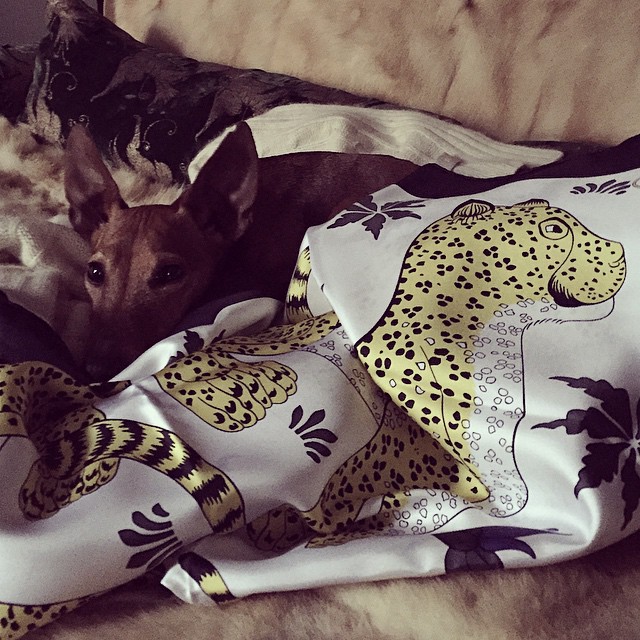 Cucciolina e #lamaisondescarres @hermes silk scarf 